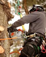 Johnson Tree Service and Logging image 3
